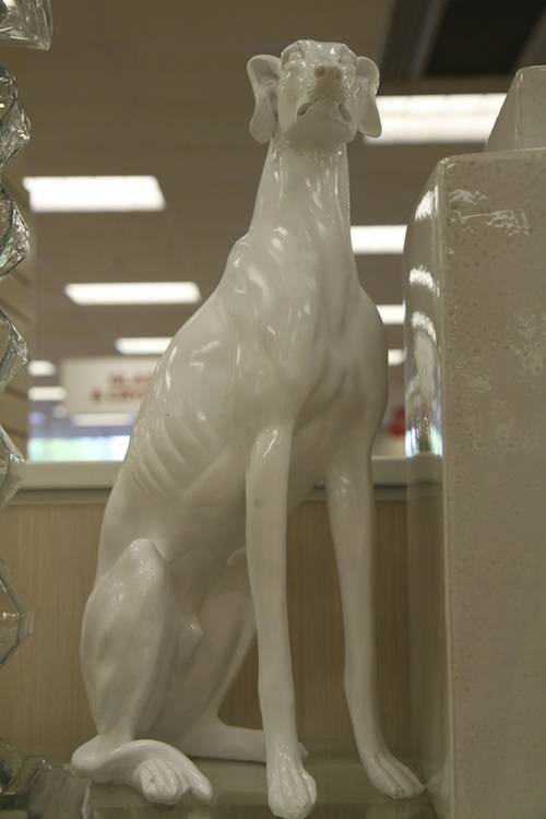 HG white dog