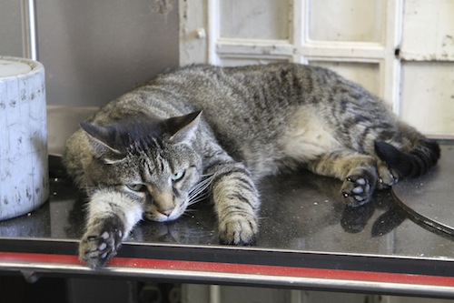 NC cat