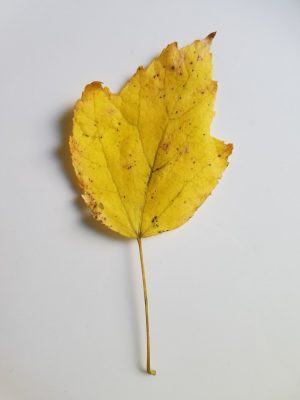 yellows-20161121_160305
